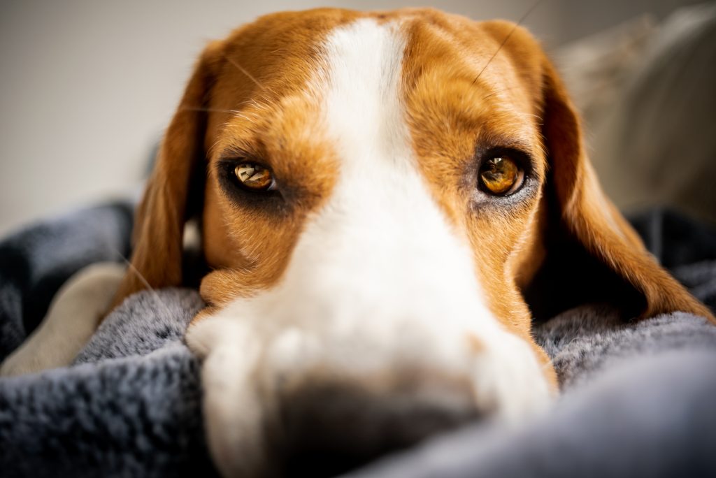 Chien Beagle Couché sur une couverture sur un canapé. Avoir l'air triste ou malade. Chien fatigué