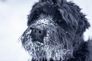 Portrait d'un beau chien noir Schnauzer géant lors d'une promenade en hiver par temps neigeux.