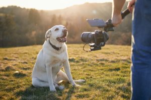 Chien mignon (labrador retriever) posant pour filmer sur le pré au coucher du soleil. Vidéaste tenant un cardan avec caméra.