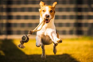 Chien beagle heureux qui court avec des oreilles volantes vers la caméra. Concept de chien actif