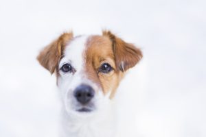 portrait en gros plan d'un jeune petit chien mignon dans la neige en regardant la caméra. Couleurs marron et blanc. Extérieur, fond blanc. La nature