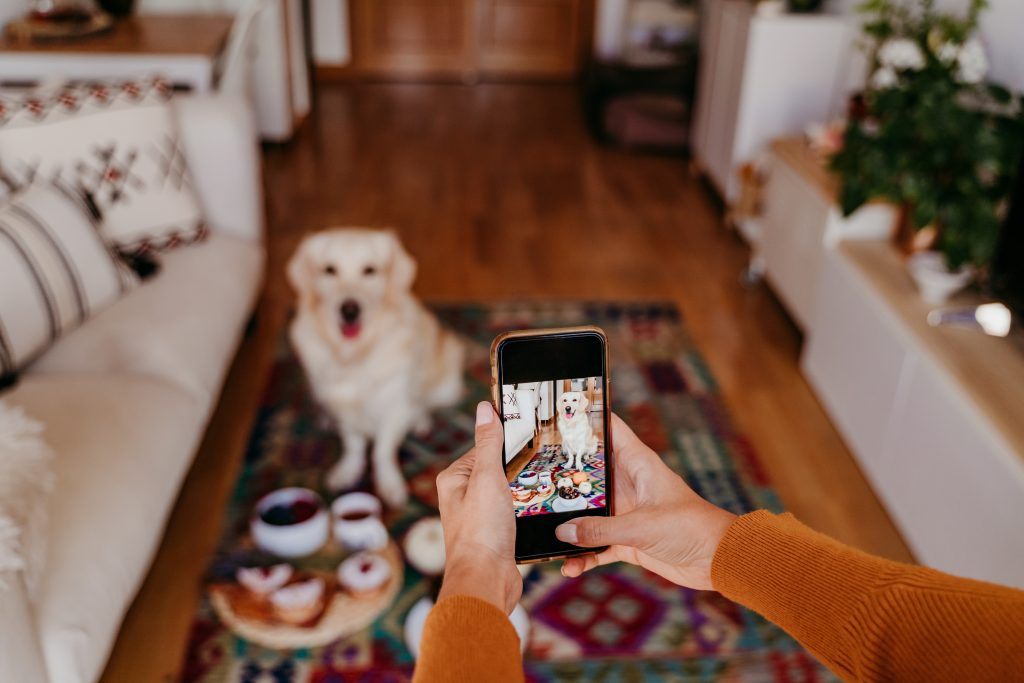 jeune femme caucasienne prenant une photo de son chien golden retriever avec un téléphone portable. À la maison, à l'intérieur