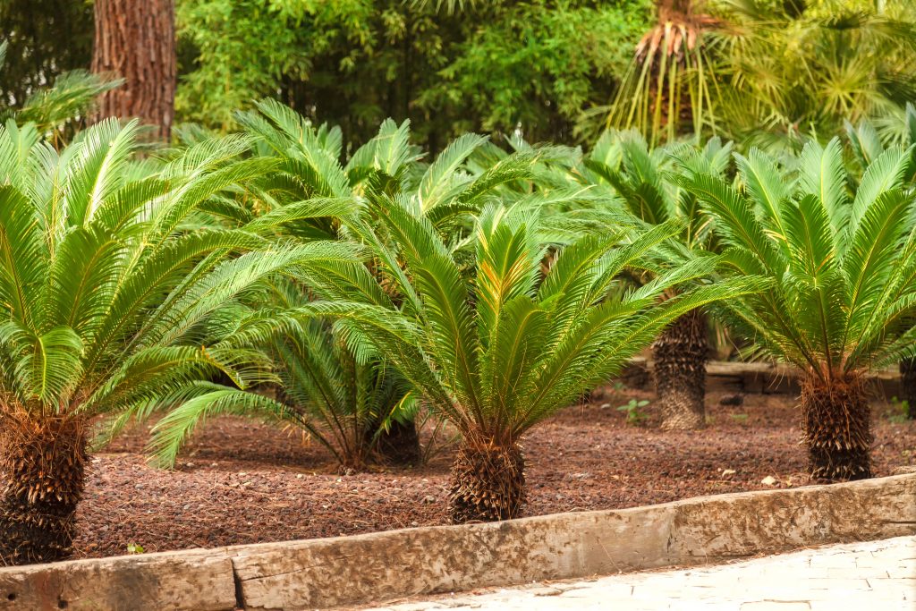 Beautiful green large branches sago palm in the garden. Top view of small sago palm tree plant with green leaves and spikes