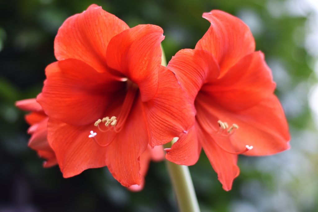 Amaryllis Flowers