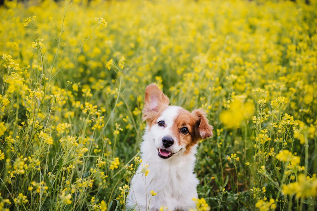 cute small jack russell dog sitting outdoors in yellow flowers meadow background.Spring time, nature