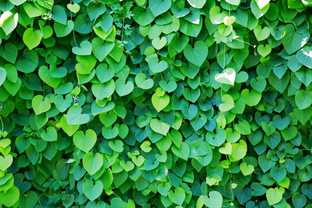 Background of ivy covered wall