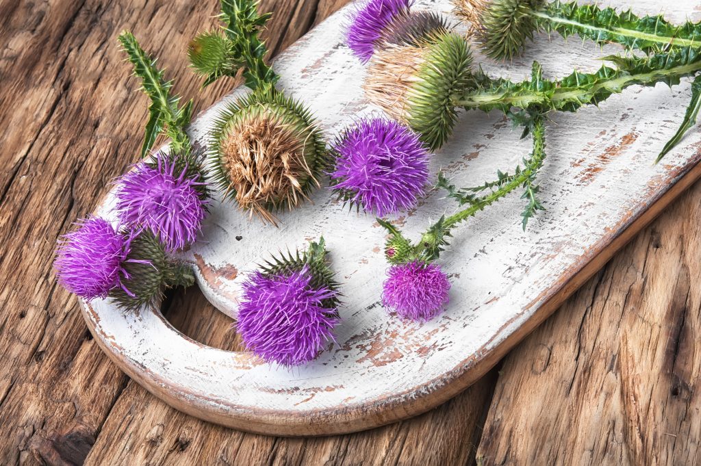 Silybum marianum.Wild medicinal plant thistle on retro wooden background