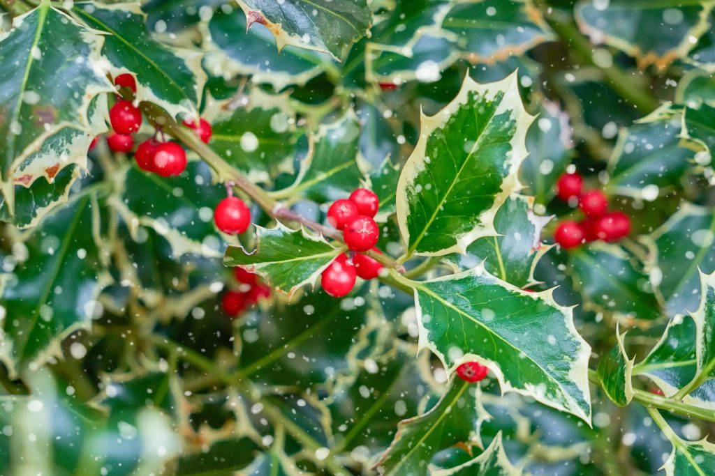 Natural holly leaves and berry background. Christmas and New year pattern, leaf texture.