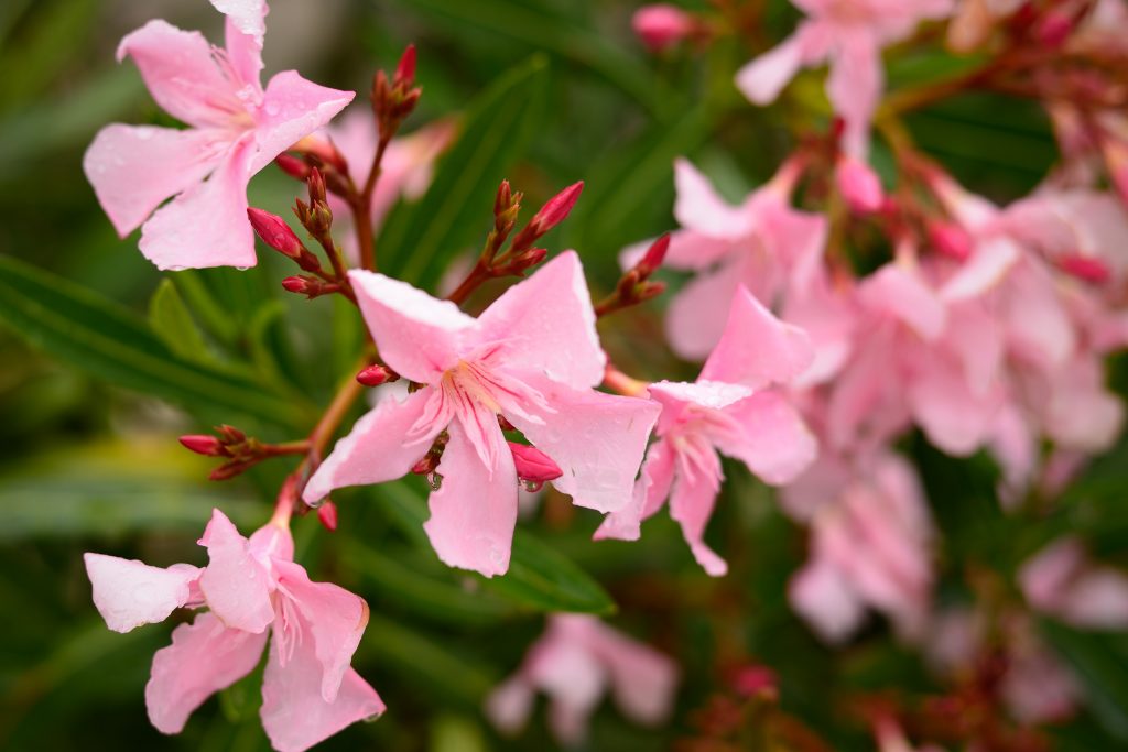 Pink oleander flowers