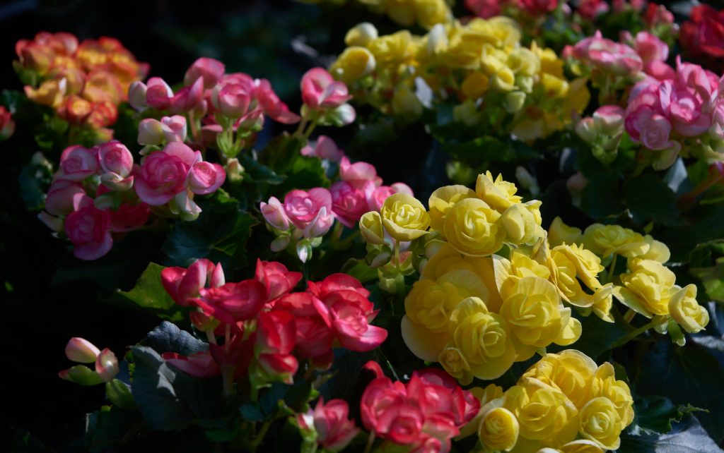 Colorful Begonias