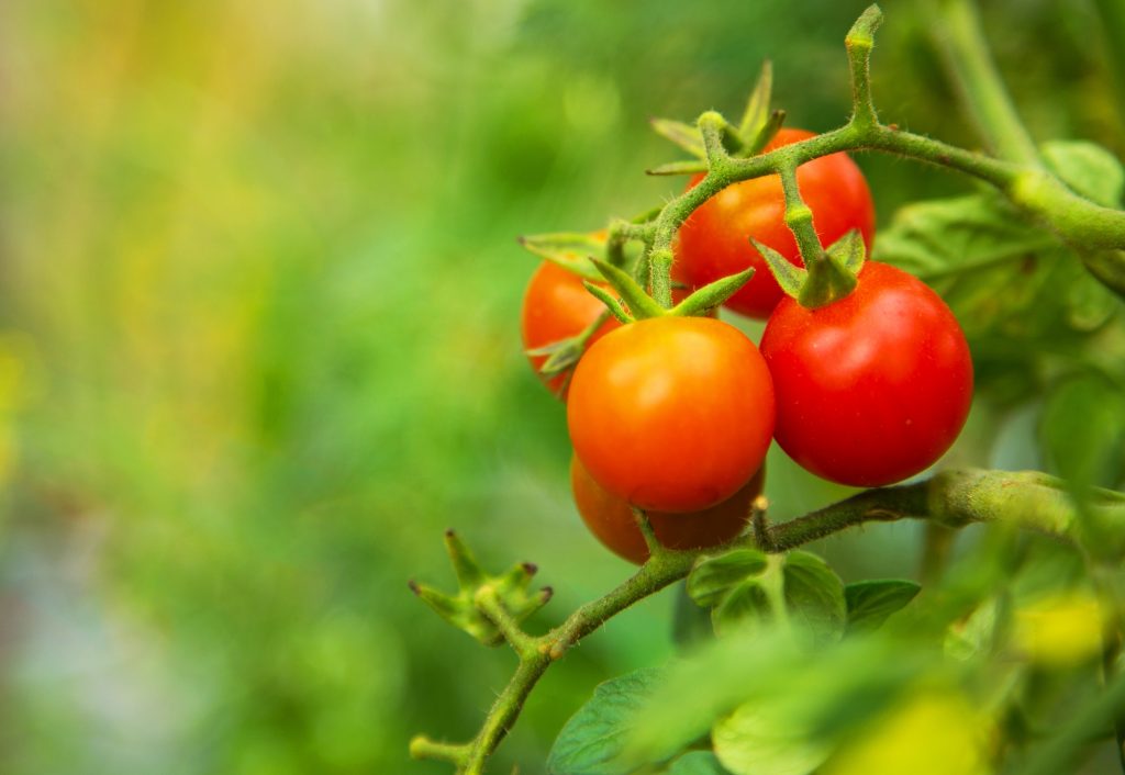 Tomato plant