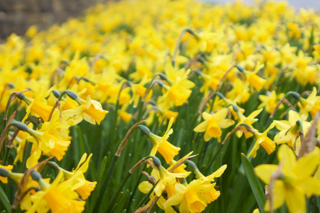 A Field of yellow daffodils