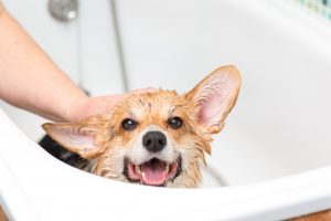 Corgi-hond wast in de badkamer