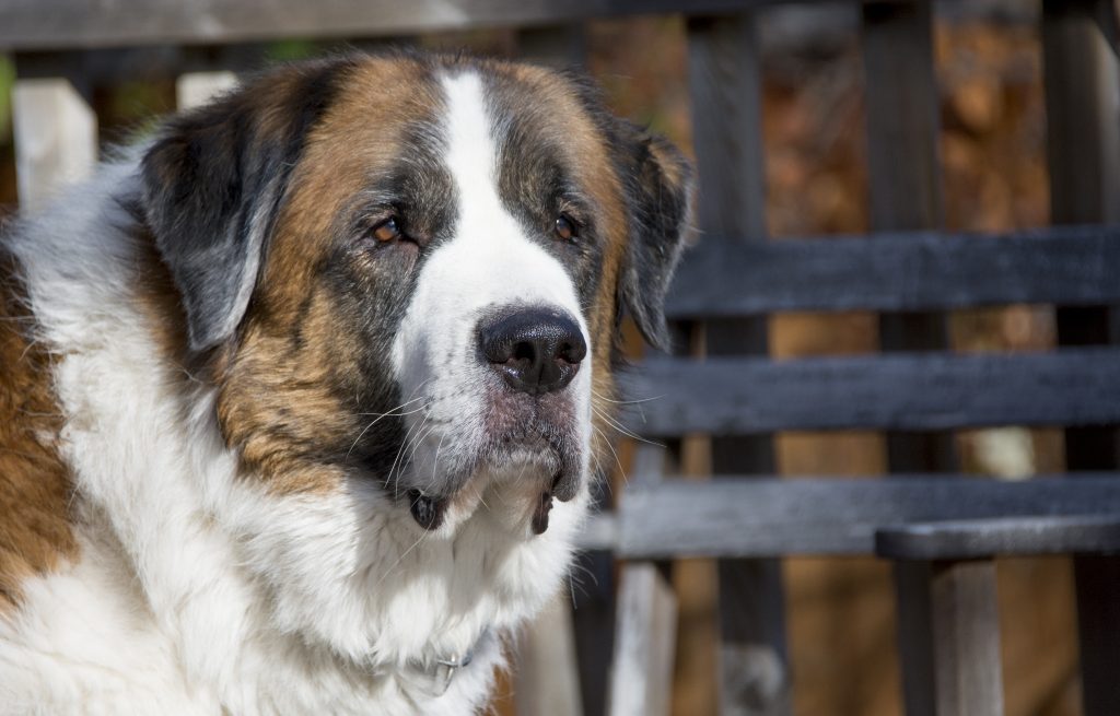 A close up of a large, Saint Bernard dog in the sunshine