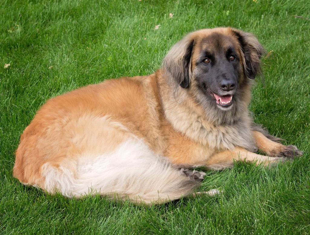 Leonberger