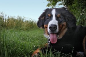 Swiss Mountain Dog