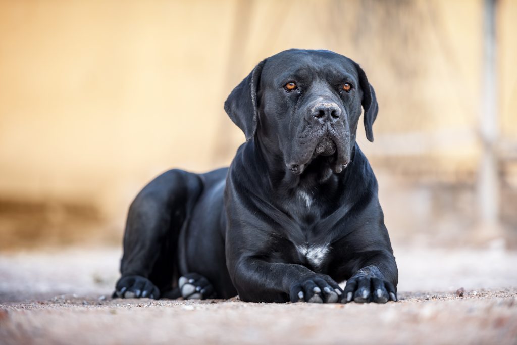 黒い犬種のカネ・コルソが地面に横たわっている