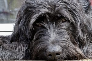 Black Russian Terrier