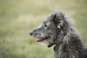 Close up of Scottish Deerhound sitting in a field