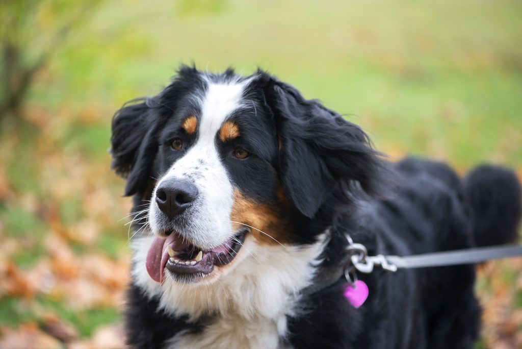 Close-up portrait of bernese mountain dog in autumn