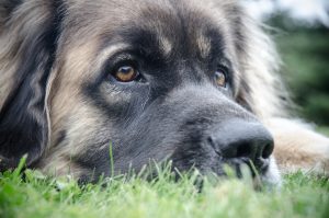 Closeup shot of the Leonberger face on the green ground