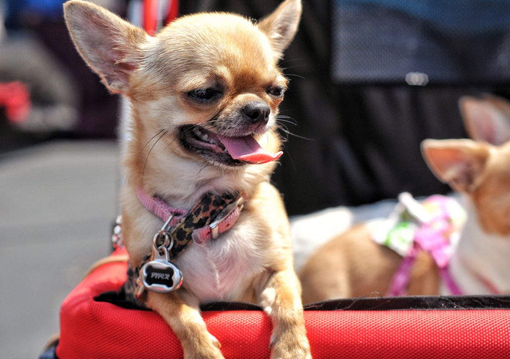 Cute chihuahua in a parade