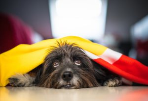 Cute gray Havanese dog laying with blurred background