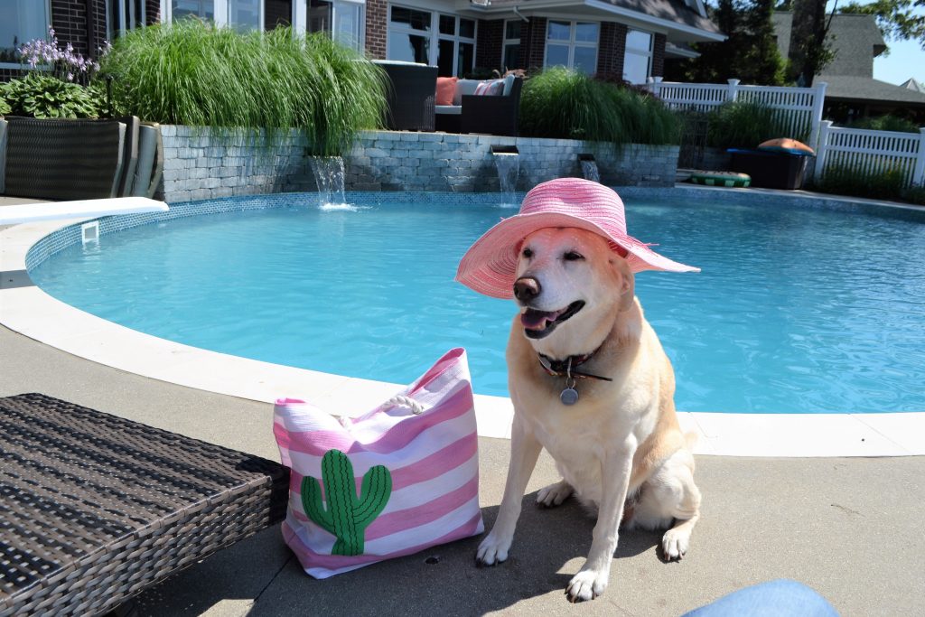 Cute pet dog at the pool