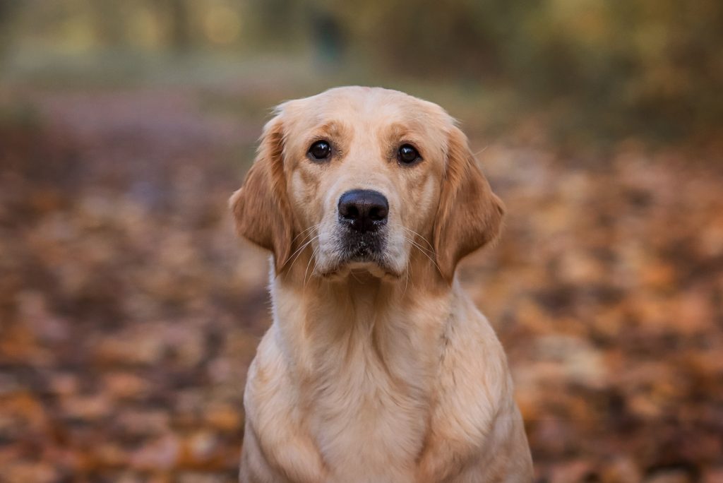 golden retriever labrador in autumn park