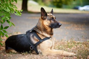 German Shepherd for a walk