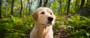 Golden Retriever portrait in summer in the forest