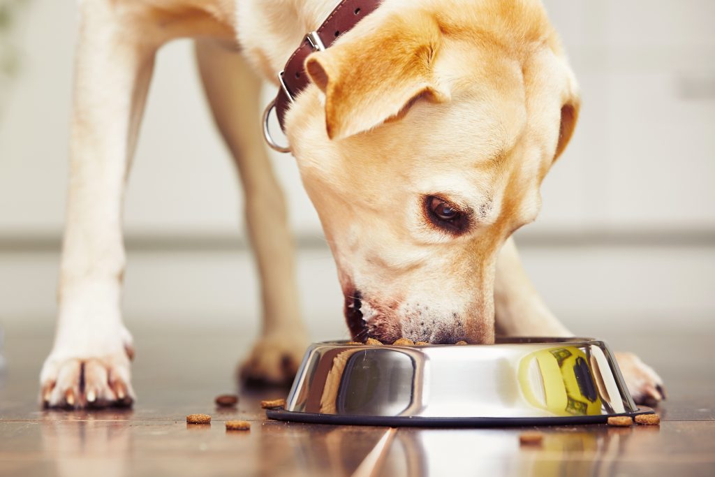 Hungry labrador retriever is feeding at home