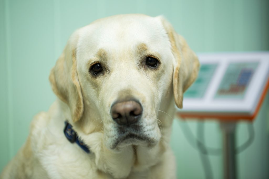 Labrador Retriever dog standing on the scale