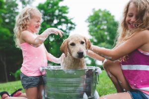 Labrador Retriever puppy in bucket shaking bath water at sisters