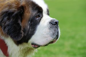 Saint Bernard Grooming