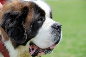 St. Bernard dog portrait