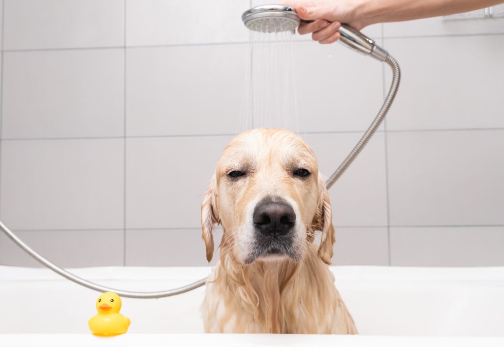 El peluquero lava a su golden retriever con una ducha