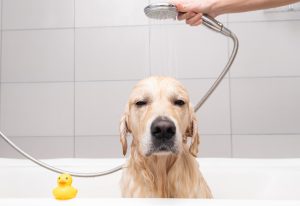 The groomer washes his golden retriever with a shower