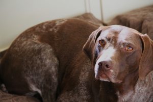 German Shorthaired Pointer