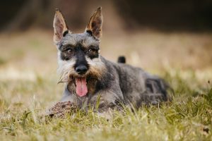 Bedårande dvärgschnauzer liggande på marken i solljuset med en suddig bakgrund