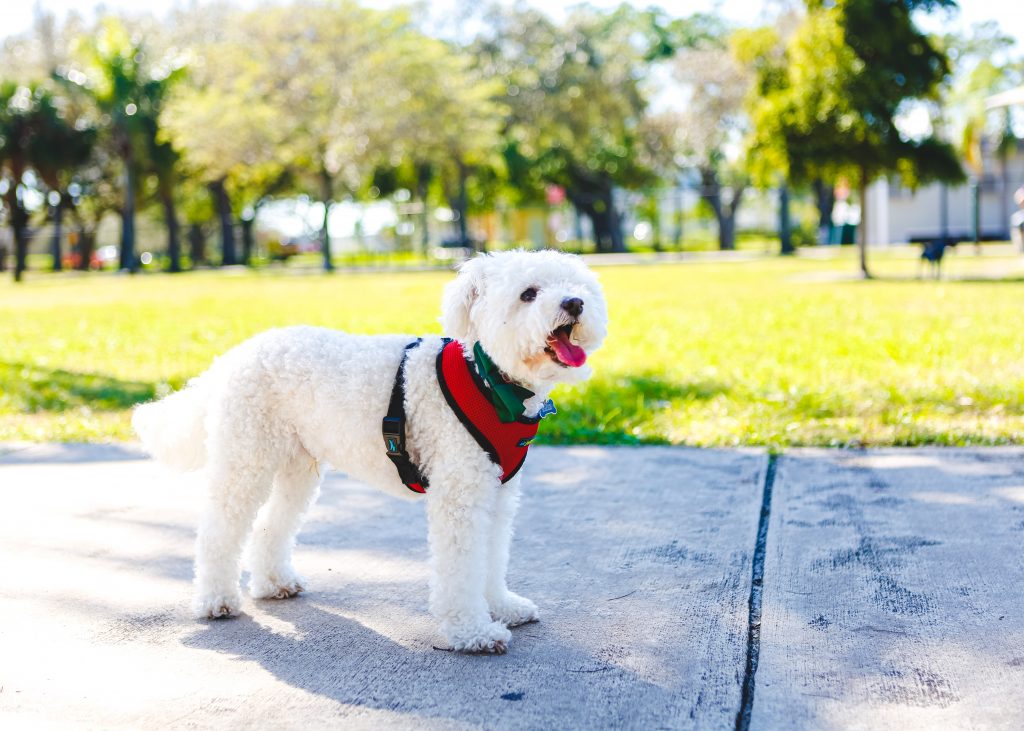 Bichon Frise at Dog Park