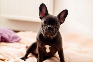 Bouledogue français noir assis sur un canapé à la maison