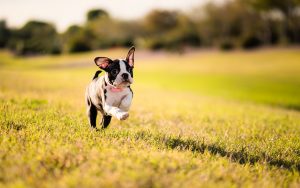 Boston Terrier Pup