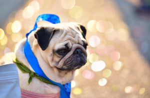 close up cute pug dog is on the ground