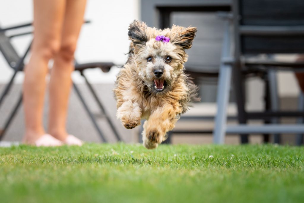 Cute Havanese dog with a purple bow running on the grass