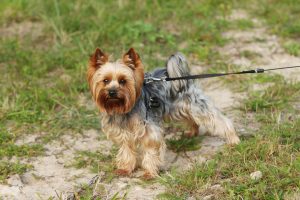 Cute yorkshire terrier