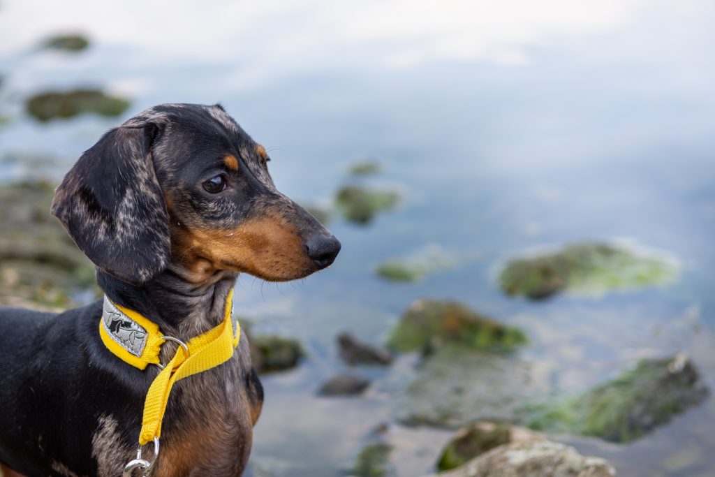 Dachshund dog for a walk on the lake.