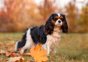 cavalier king charles spaniel for a walk in the autumn park