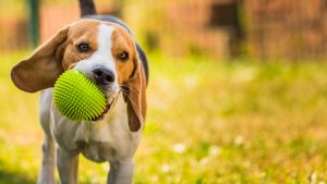 Dog run Beagle fun