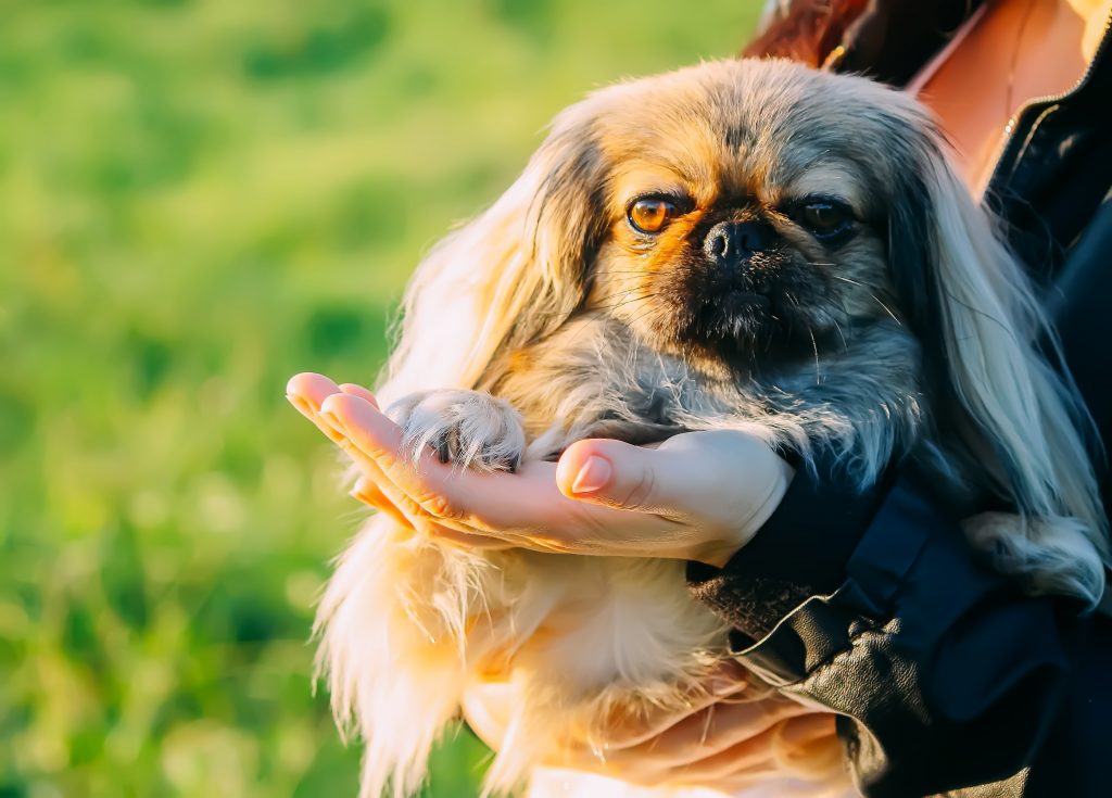 Pekingese dog in hands outdoors